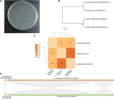 Functional Characterization of Clostridium tyrobutyricum L319: A Promising Next-Generation Probiotic for Short-Chain Fatty Acid Production